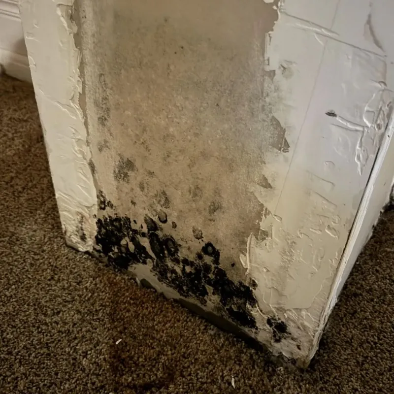 Professional Mold Removal in Choctaw, OK